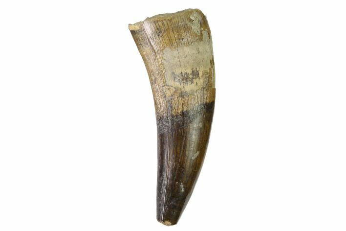 Cretaceous Crocodilian Tooth - Hell Creek Formation #143967